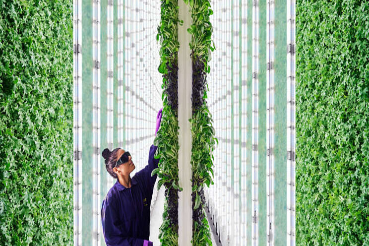 The farm of the future, inside a warehouse, run partly by robots The farm of the future, inside a warehouse, run partly by robots