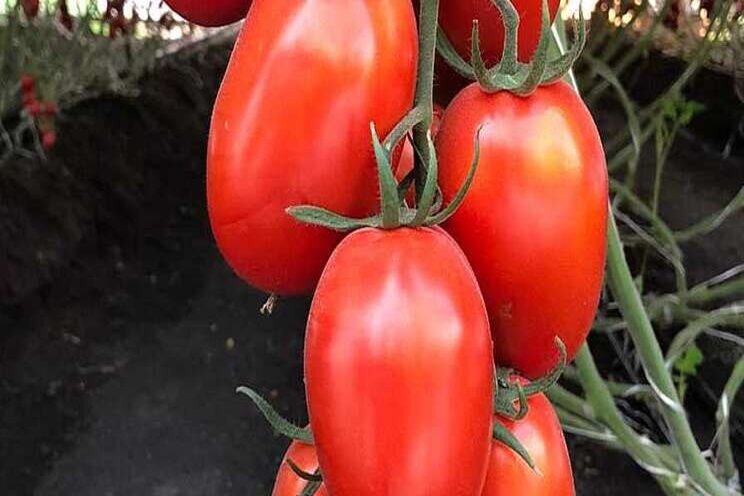 Developing disease-resistant tomato varieties Developing disease-resistant tomato varieties