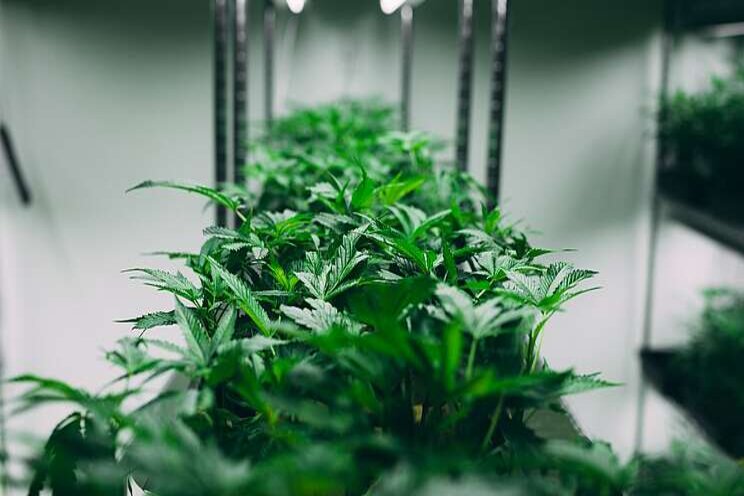 Be proactive in cannabis production best practices Be proactive in cannabis production best practices
