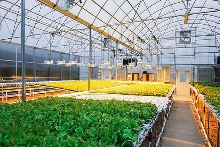 Smart tweaks to your vegetable greenhouse have big rewards Smart tweaks to your vegetable greenhouse have big rewards