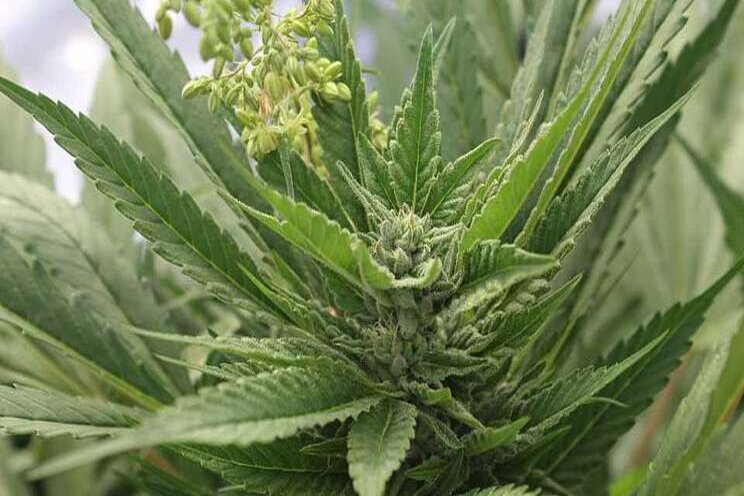 New tool automates pesticide residue testing in cannabis New tool automates pesticide residue testing in cannabis