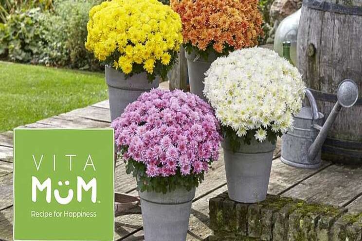 Mum unrooted cutting production to Southern California Mum unrooted cutting production to Southern California