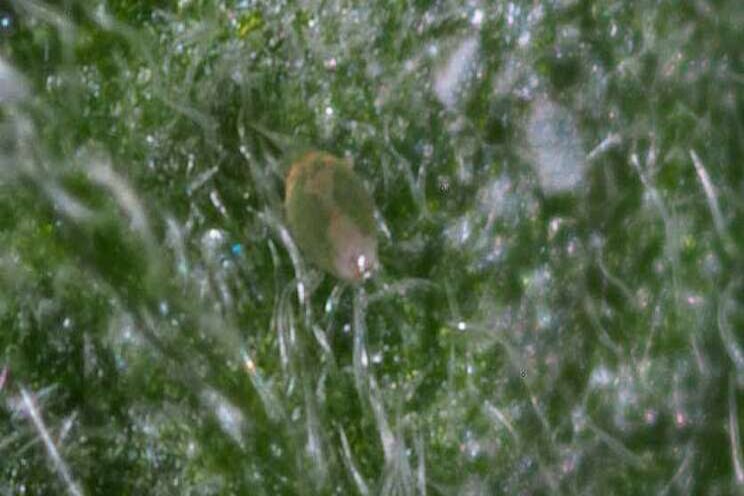 Beware of broad mites in cannabis Beware of broad mites in cannabis