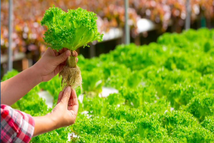 Aquaponic farming promises higher yields Aquaponic farming promises higher yields