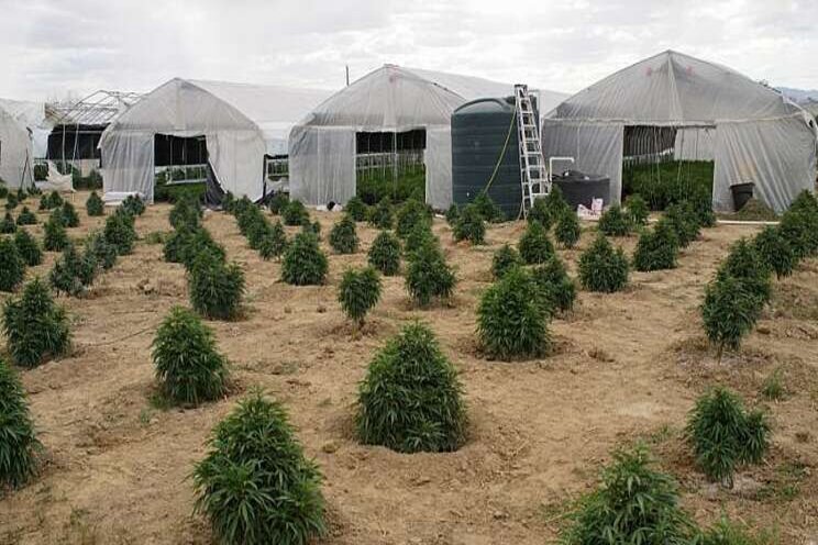 A hemp empire brings trouble to Navajo land A hemp empire brings trouble to Navajo land