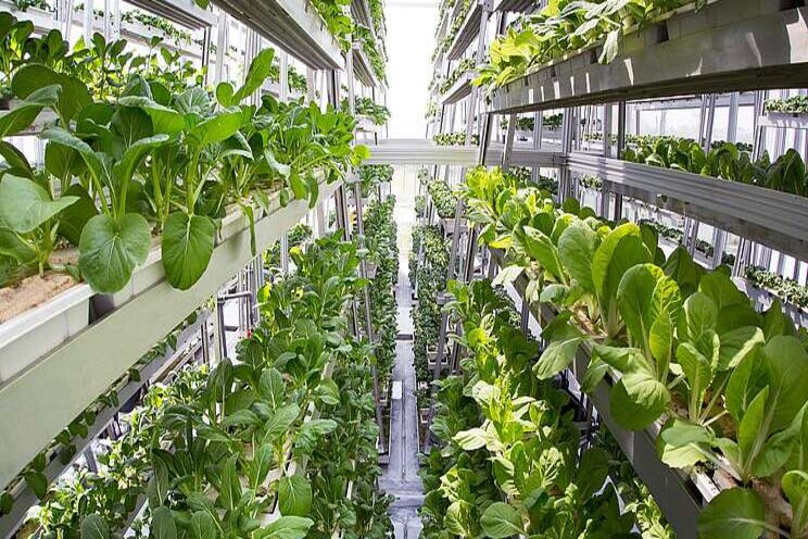Use of AI in greenhouse and vertical agriculture Use of AI in greenhouse and vertical agriculture