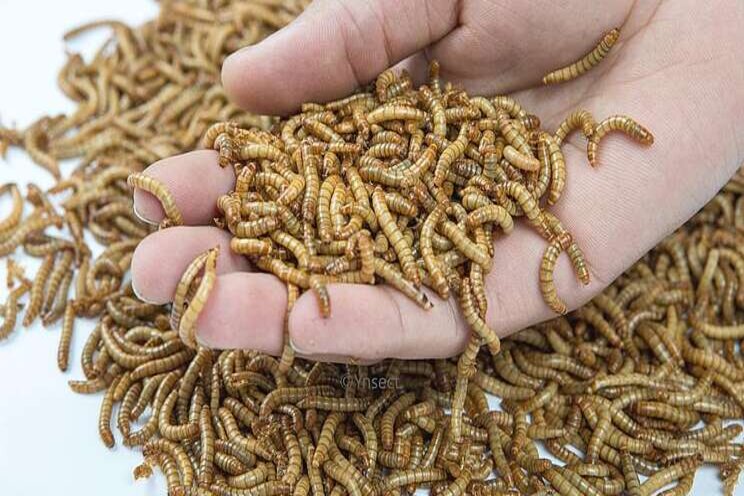 World's largest insect farm to open, with record investment World's largest insect farm to open, with record investment