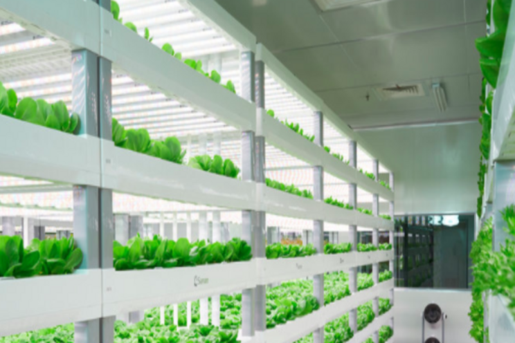Vertical Farming: IDTechEx research asks how big is too big Vertical Farming: IDTechEx research asks how big is too big