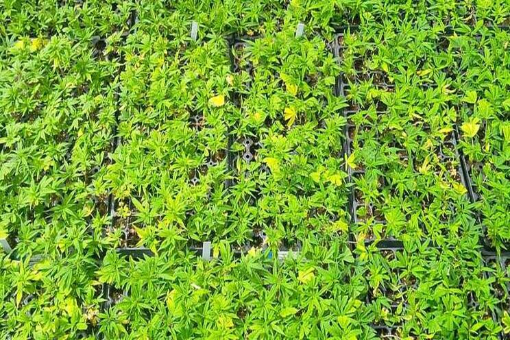 Michigan hemp trials focus on yield and quality Michigan hemp trials focus on yield and quality