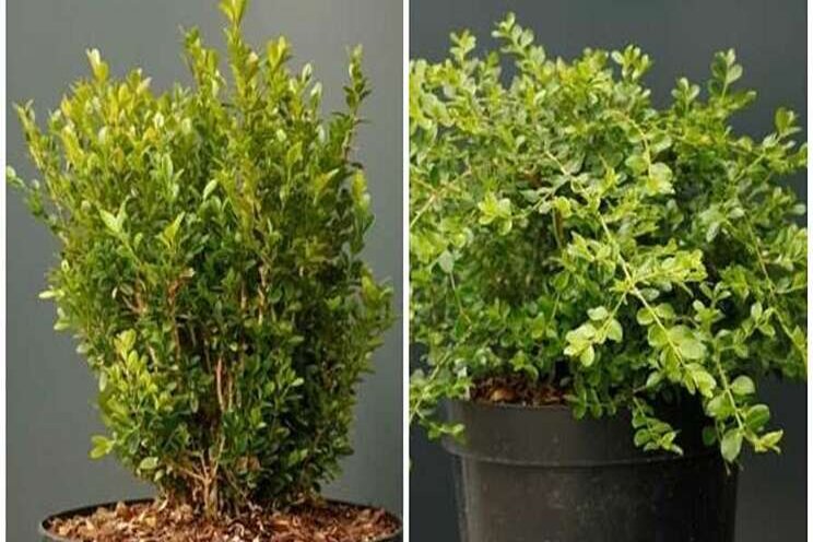 Efforts to build a better boxwood pay off Efforts to build a better boxwood pay off