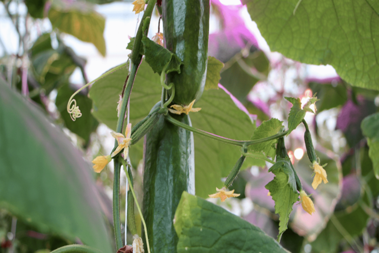 Function and management of potassium in hydroponics Function and management of potassium in hydroponics