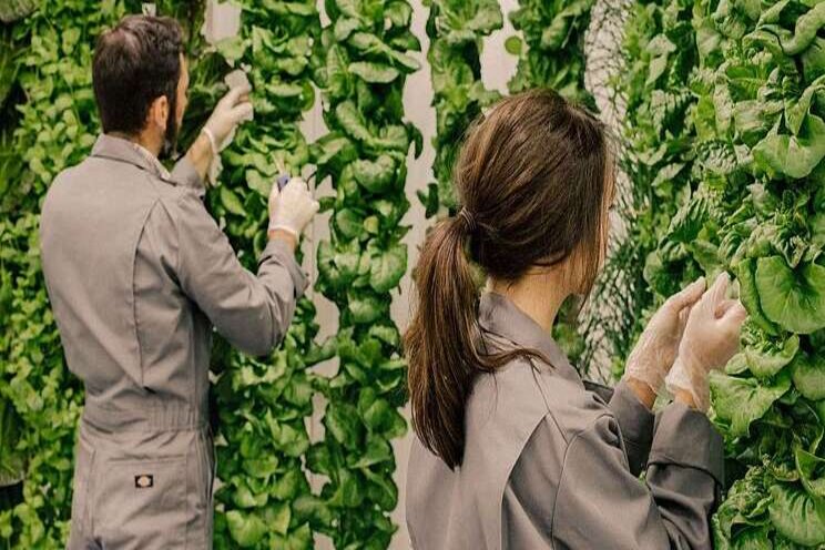 The concept, definition and economics of Vertical Farming The concept, definition and economics of Vertical Farming