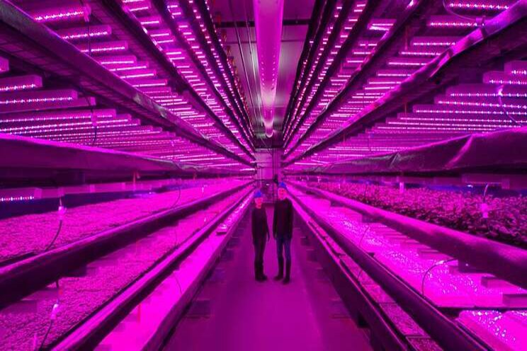 GoodLeaf grows up, not out, with indoor vertical farming GoodLeaf grows up, not out, with indoor vertical farming