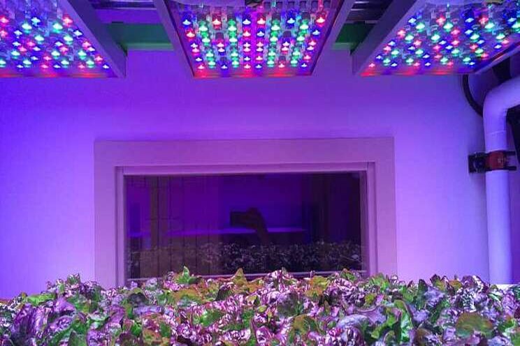 New technical requirement for LEDs to affect horti lighting New technical requirement for LEDs to affect horti lighting