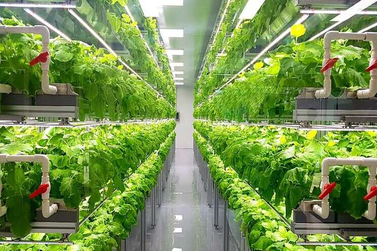 The largest indoor farm to be built The largest indoor farm to be built