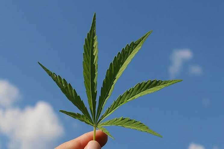 Hemp leaders voice support for USDA pilot program expansion Hemp leaders voice support for USDA pilot program expansion
