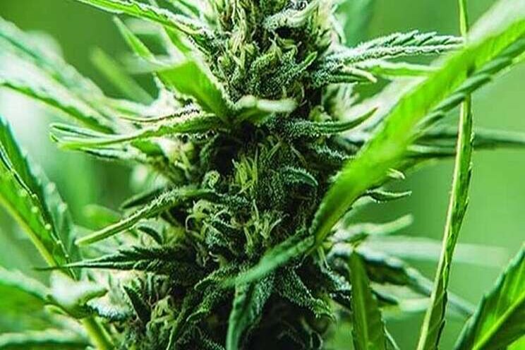 Hemp industry members file lawsuit against DEA Hemp industry members file lawsuit against DEA
