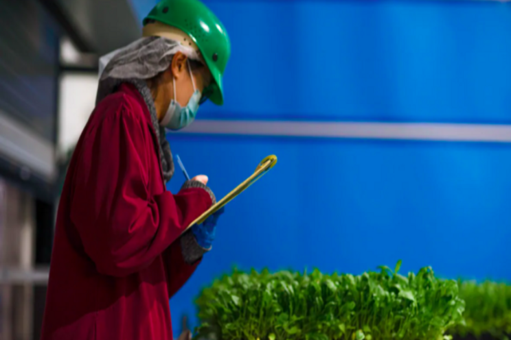 Vertical farming a growing trend in Ontario Vertical farming a growing trend in Ontario