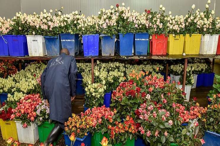 Horti sector loses 30 mln USD amid COVID-19 disruptions Horti sector loses 30 mln USD amid COVID-19 disruptions