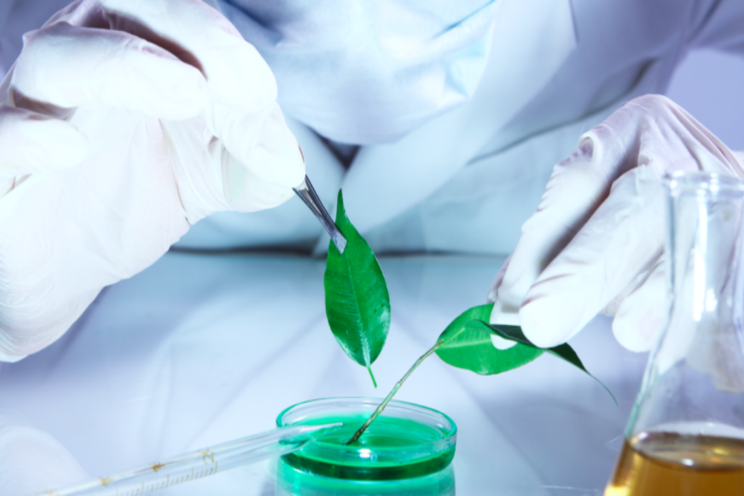 Greenhouse disease management virtual class on tap for fall Greenhouse disease management virtual class on tap for fall