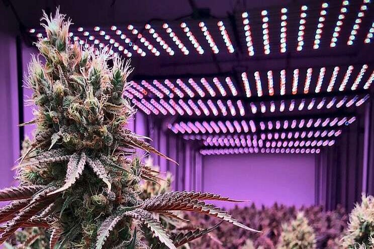 Can lighting increase cannabis potency? Can lighting increase cannabis potency?