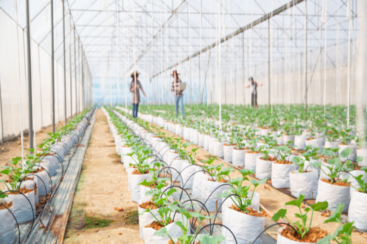 Desert Farming: Bolstering food security Desert Farming: Bolstering food security