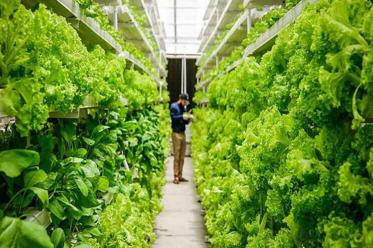 Vertical farming to bring pest-free veggies Vertical farming to bring pest-free veggies