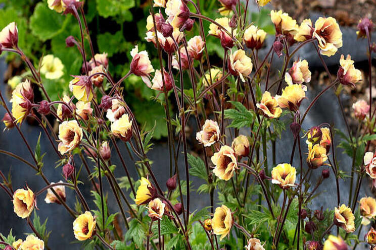 Terra Nova Nurseries releases geum series video Terra Nova Nurseries releases geum series video