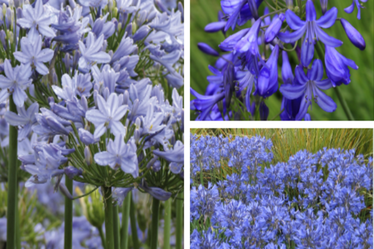 Three best blue compact Agapanthus
