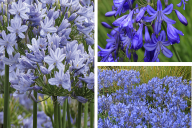 Three best blue compact Agapanthus Three best blue compact Agapanthus