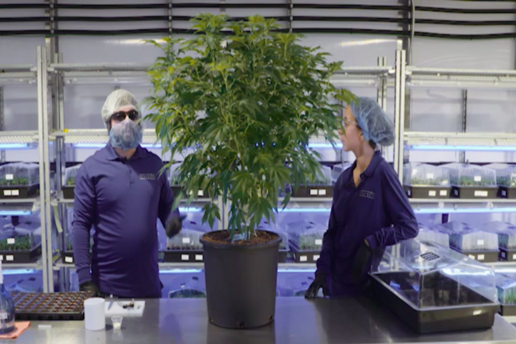 5 Tips to fight gray mold in cannabis 5 Tips to fight gray mold in cannabis