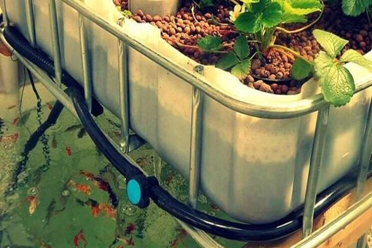 DIY small aquaponics DIY small aquaponics