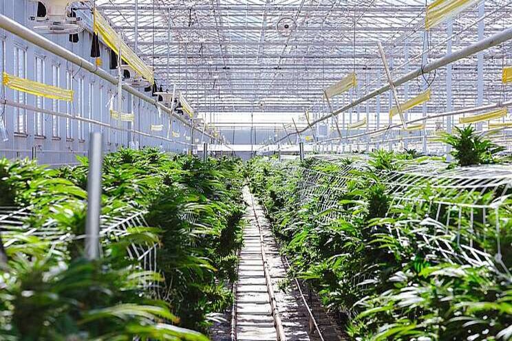 Copperstate Farms expansion pays off with first harvest Copperstate Farms expansion pays off with first harvest