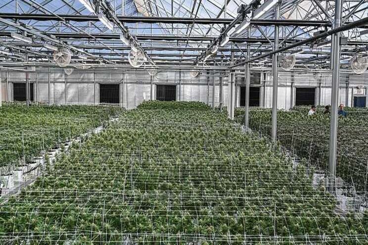 How Propane benefits cannabis production How Propane benefits cannabis production