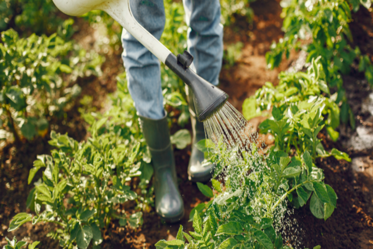 Prime your plants for success with biostimulants Prime your plants for success with biostimulants