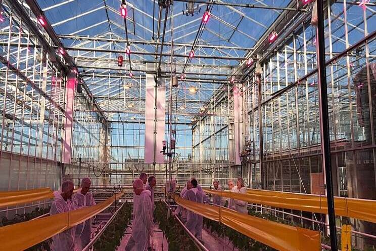 Led trial with eggplant to be continued Led trial with eggplant to be continued