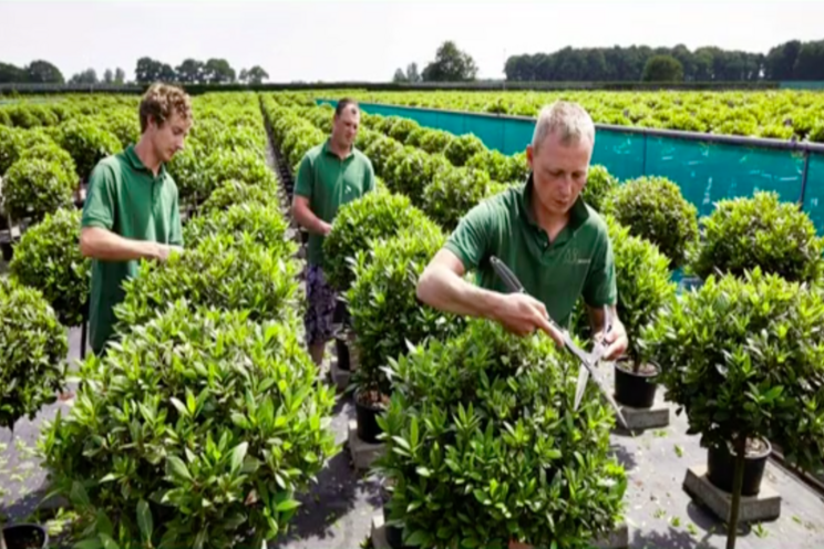 No show(s)! So Laurica produce nursery film! No show(s)! So Laurica produce nursery film!