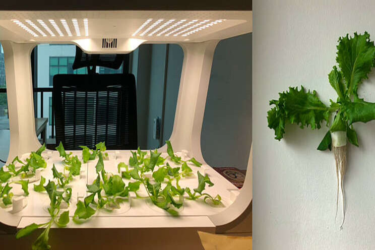 Trying 'Vertical Farming' at home Trying 'Vertical Farming' at home
