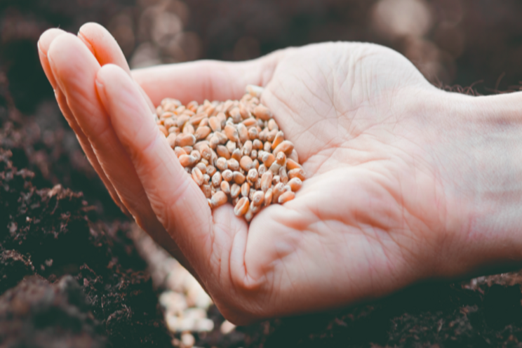 Webinars about ERP & Apps for seed companies Webinars about ERP & Apps for seed companies