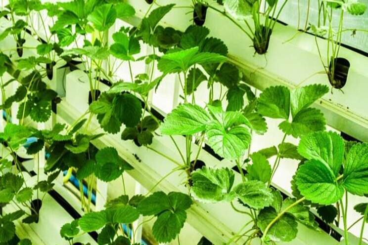 Expert input can boost yields for vertical farming Expert input can boost yields for vertical farming