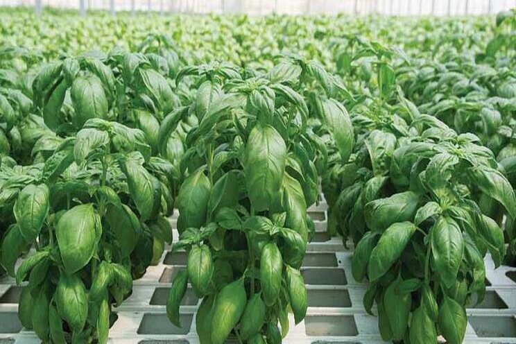 New nutrient supplement optimizes leafy greens growth New nutrient supplement optimizes leafy greens growth