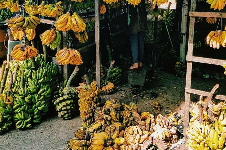 African banana varieties resistant to Panama disease African banana varieties resistant to Panama disease