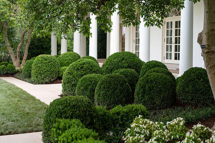 White House Rose garden restoration is on White House Rose garden restoration is on