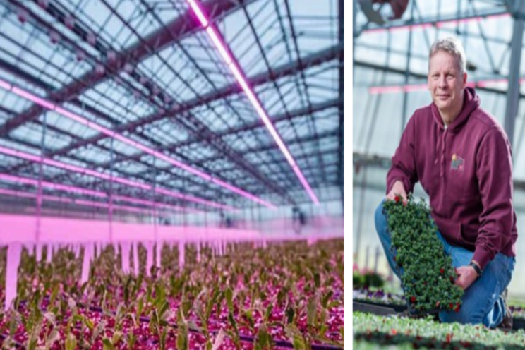 How to use LED toplighting to grow better How to use LED toplighting to grow better