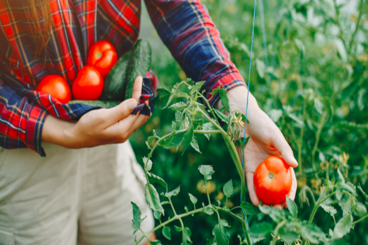 Keeping tabs on fresh tomato imports from Mexico Keeping tabs on fresh tomato imports from Mexico