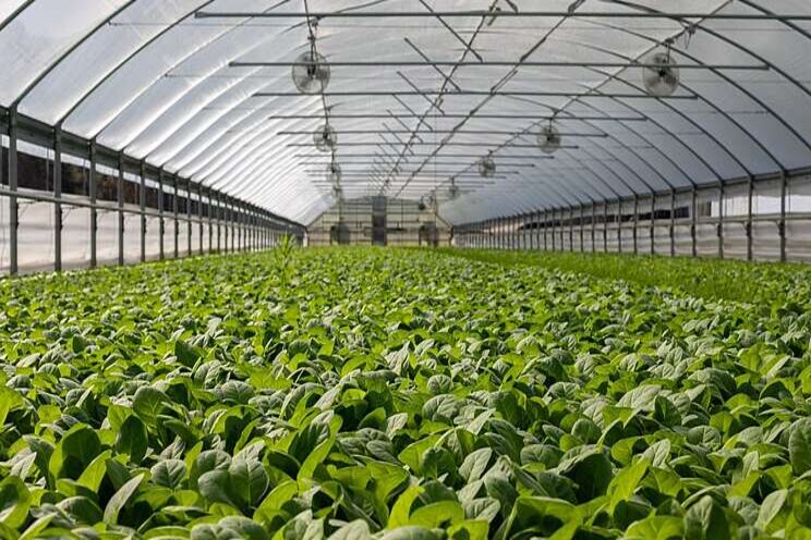 How green energy can help power greenhouses How green energy can help power greenhouses