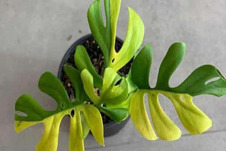Indoor plant with four leaves sells for $8,000 Indoor plant with four leaves sells for $8,000