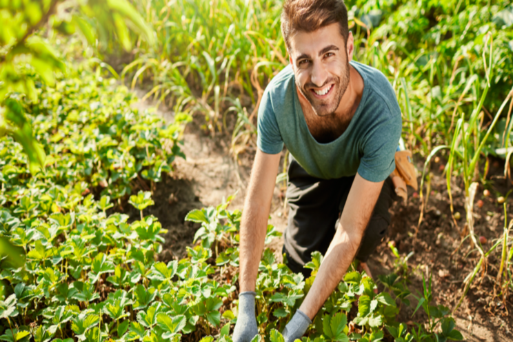 4 tips on how to harvest microgreens 4 tips on how to harvest microgreens