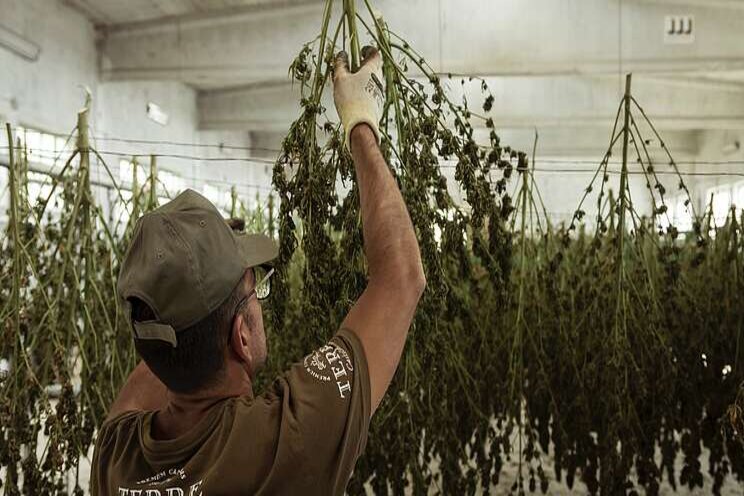 Hemp industry expansion Hemp industry expansion