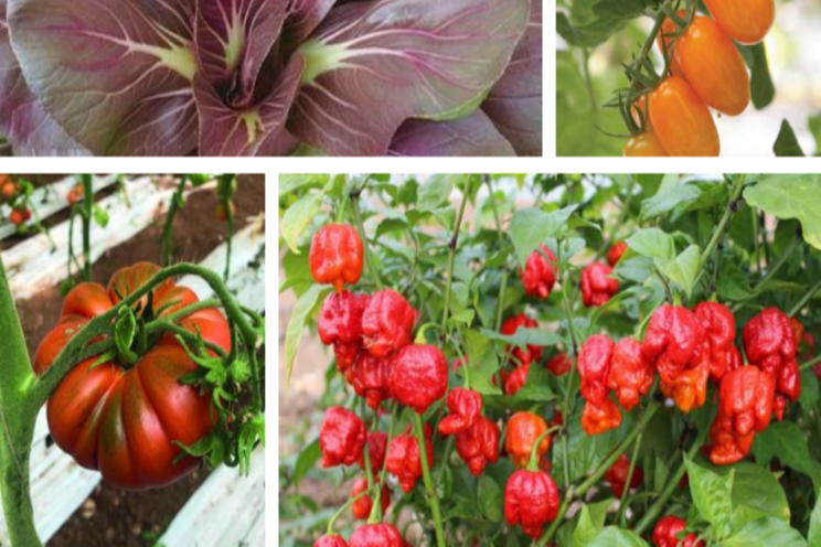 New fresh-market vegetables and edibles New fresh-market vegetables and edibles